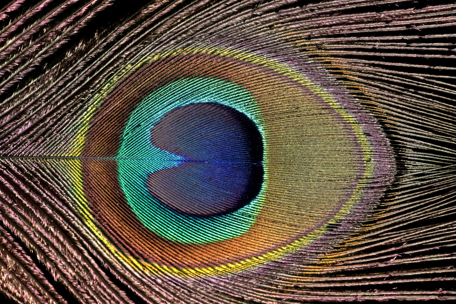 Auge einer Pfauenfeder