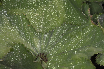 Blatt mit Wassertropfen