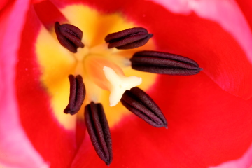 Tulpe; MP-E 65, 1,0× Vergrößerung