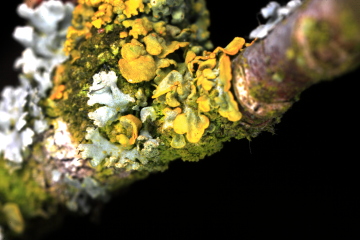 Flechte, leichte Farbverschiebung; MP-E 65, 2,7× Vergrößerung