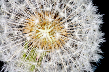 Löwenzahn (Pusteblume)