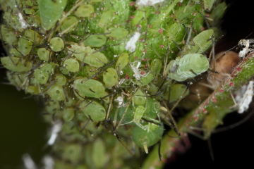 Läuse; MP-E 65, 2,2× Vergrößerung