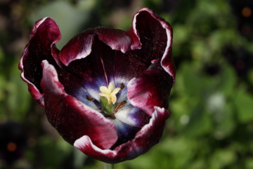 Schwarze Tulpe