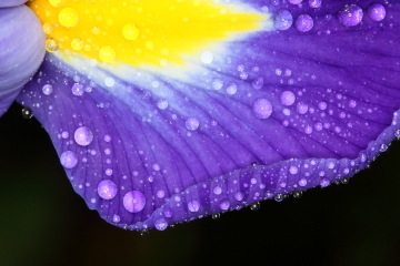 Iris mit Wassertropfen aus der Sprühflasche